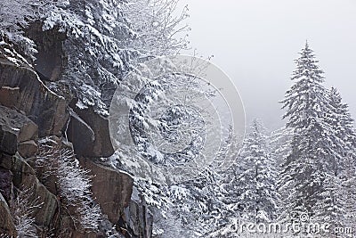 Snow Flocked Trees in Fog