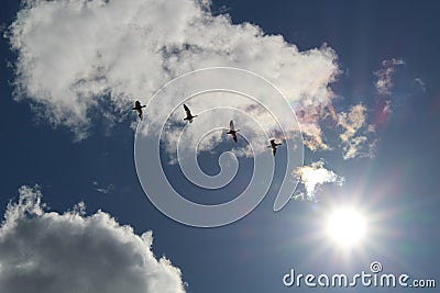 Snow geese in flight in the blue sky