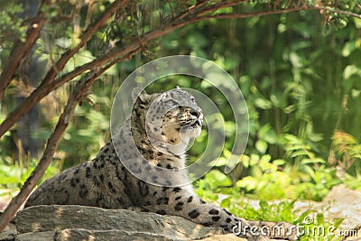 Snow Leopard,