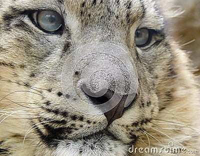 Snow leopard