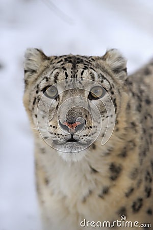 Snow leopard