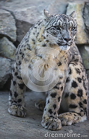 Snow Leopard