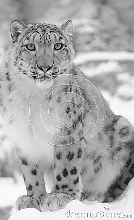 Snow leopard in black and white