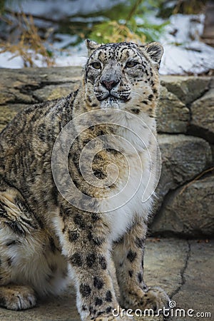 Snow Leopard