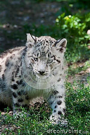 Snow Leopard cub