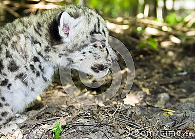 Snow leopard cub