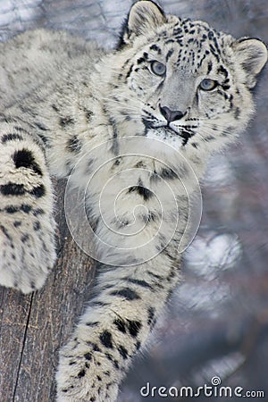 Snow Leopard Cub