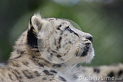 Snow Leopard Cub