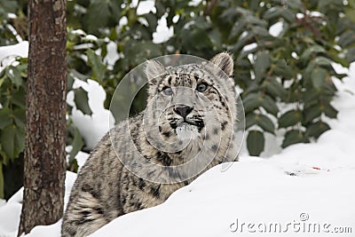 Snow Leopard Cub Behind Snow Bank with Trees