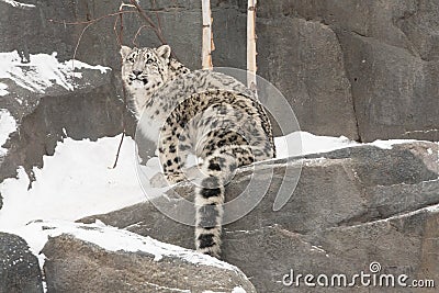 Snow Leopard Cub with Long Tail on Rocks with Snow