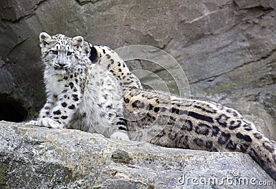 Snow Leopard cub sitting with mother