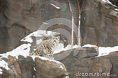 Snow Leopard Cub Sitting on Snowy Cliff