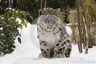 Snow Leopard Cub on Snow with Trees