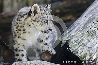 Snow Leopard cub walking