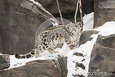 Snow Leopard Cub Walking on Snow-covered Rocky Led