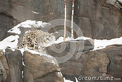 Snow Leopard Cub Walking on Snowy Cliff