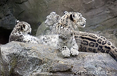 Snow Leopard cubs sitting with mother