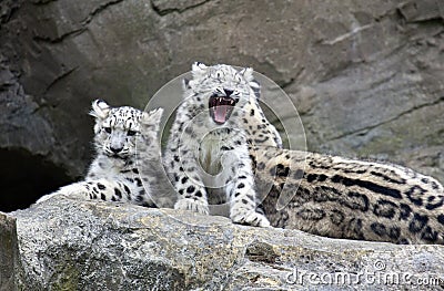 Snow Leopard cubs sitting with mother