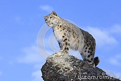Snow Leopard Looking off Mountain
