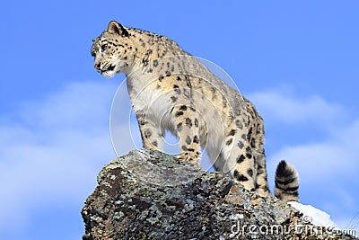 Snow Leopard on Mountain Ridge