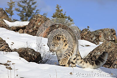 Snow Leopard on Prowl