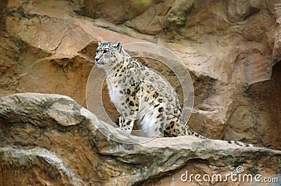 Snow leopard (Uncia uncia)