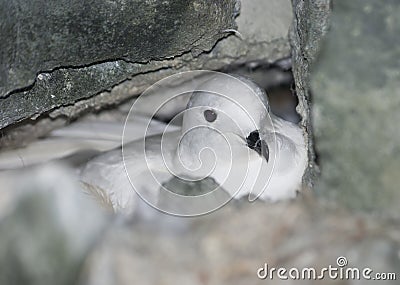 Snow petrel in the nest among rocks.