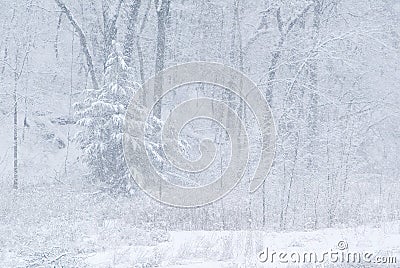 Snow storm and forest