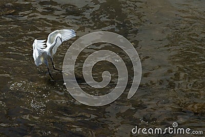 Snowy Egret hunting dance
