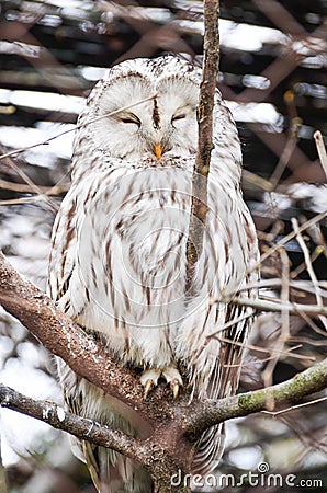 Snowy Owl - Bubo scandiacus