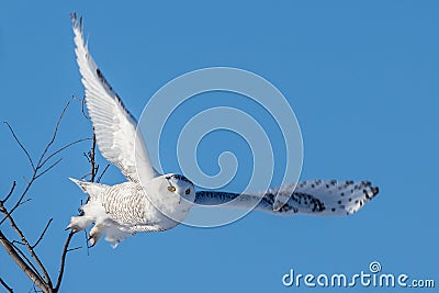 Snowy Owl - Flying