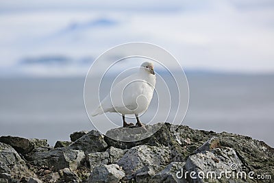 Snowy Sheathbill on a rock in Antarctica