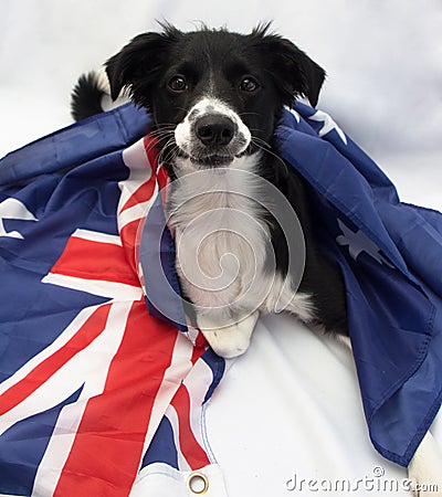Soccer dog with australian flag