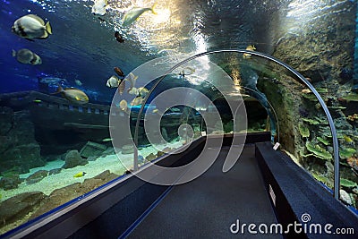 Sochi Discovery World Aquarium