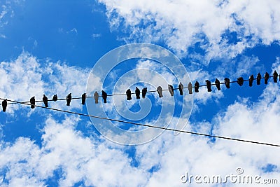 Social birds