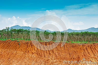 Soil under in cassava farm