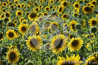 Solar field of sunflowers in Russia