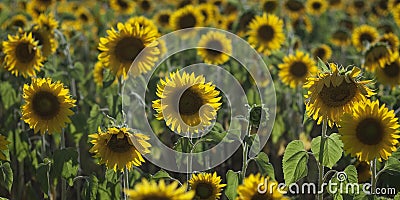 Solar field of sunflowers in Russia