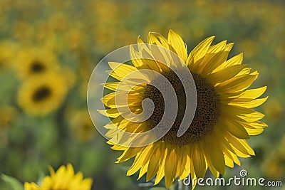 Solar field of sunflowers in Russia