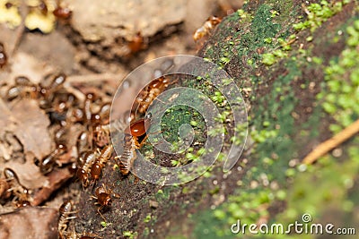 Soldier termite guarding the worker termites