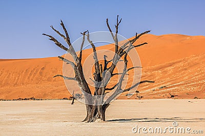 The solitary and famous Deadvlei: dry trees in the middle of the Namib Desert