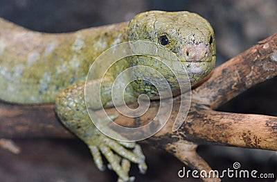 Solomon island prehensile-tailed skink 8