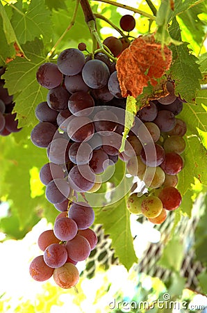 Some Yummy Grapes Stock Images - Image: 9