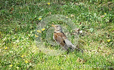 Song-thrush bird