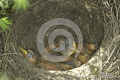 Song thrush nest with baby birds / Turdus philomelos