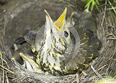 Song thrush nest with baby birds / Turdus philomelos