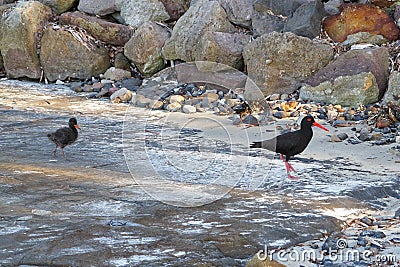 Sooty Oystercatcher bird with chick