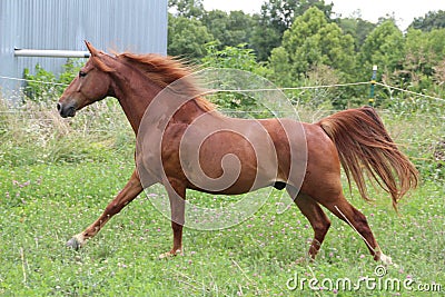 Sorrel Horse Running