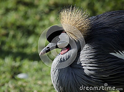 South African Crowned Crane Royalty Free Sto