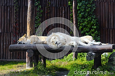 South African lion and female rests